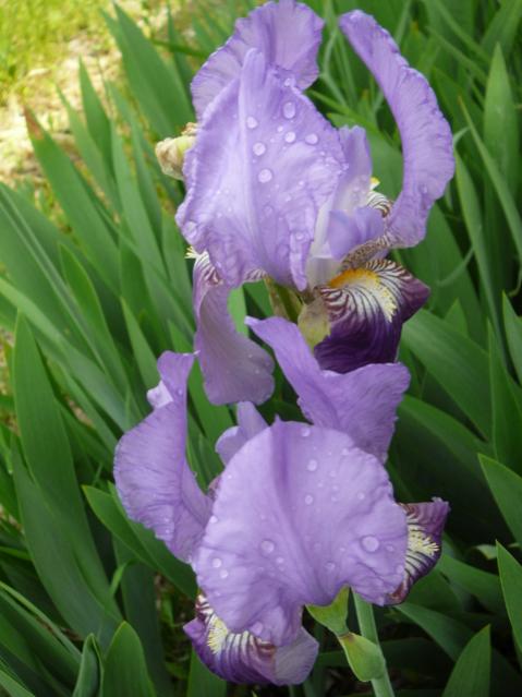 Name:  P1090184.jpg
Views: 1694
Size:  41.1 KB
