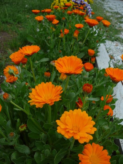 Name:  P1090202.jpg
Views: 2559
Size:  49.3 KB