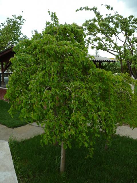 Name:  P1090209.jpg
Views: 1834
Size:  60.8 KB