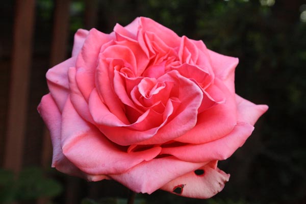 Name:  012.JPG
Views: 2047
Size:  52.3 KB