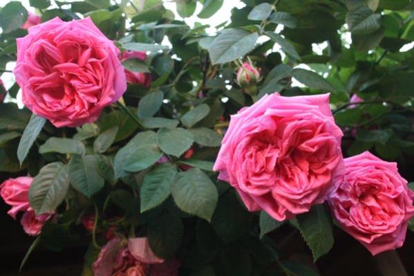 Name:  016.jpg
Views: 2550
Size:  40.0 KB
