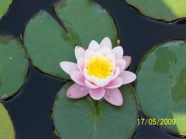 Name:  pembe nilfer.jpg
Views: 1739
Size:  26.1 KB