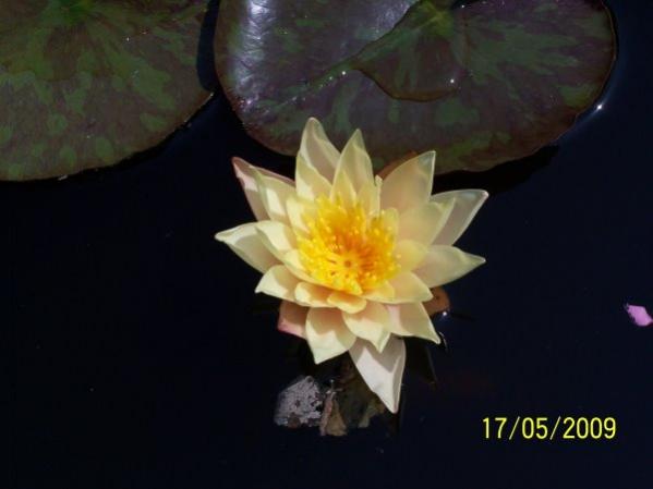 Name:  sar nilfer.jpg
Views: 1636
Size:  22.0 KB