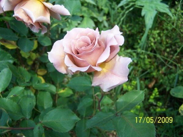Name:  bakr gl.jpg
Views: 1778
Size:  40.6 KB