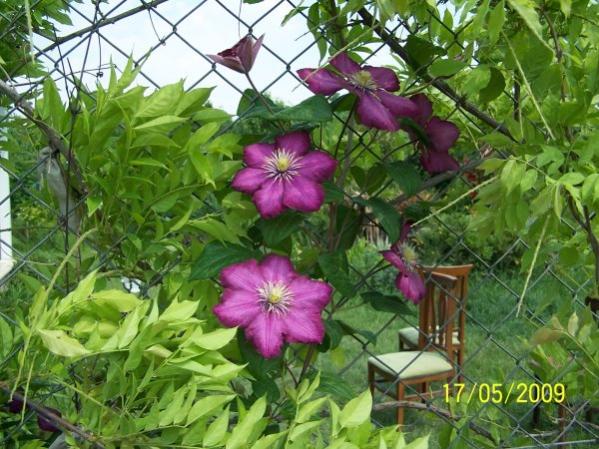 Name:  clematis.jpg
Views: 1846
Size:  64.5 KB