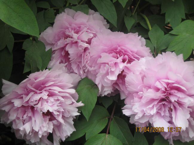 Name:  011.jpg
Views: 6324
Size:  43.0 KB