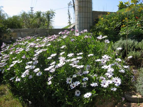 Name:  IMG_0015.jpg
Views: 6155
Size:  71.6 KB
