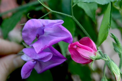 Name:  IMG_4519.JPG
Views: 2853
Size:  48.6 KB