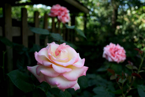 Name:  IMG_4530.JPG
Views: 2249
Size:  46.2 KB