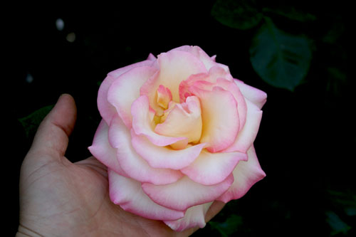 Name:  IMG_4532.JPG
Views: 2304
Size:  38.8 KB