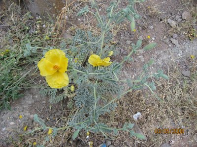 Name:  IMG_0131.jpg
Views: 1684
Size:  67.3 KB