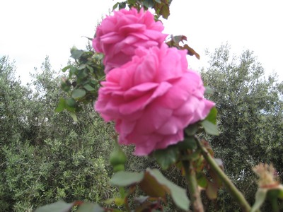 Name:  IMG_0367.jpg
Views: 1662
Size:  53.0 KB