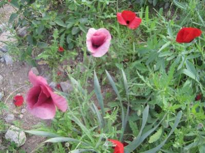 Name:  IMG_0496.jpg
Views: 1637
Size:  29.9 KB