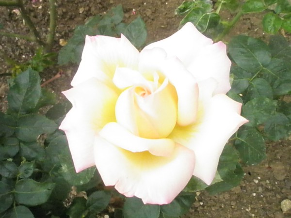 Name:  P6101222 (600 x 450).jpg
Views: 1115
Size:  56.3 KB