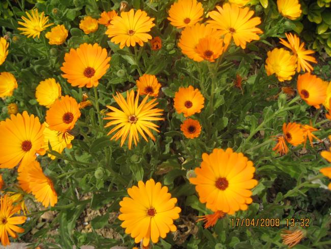 Name:  IMG_0027.jpg
Views: 1451
Size:  69.4 KB