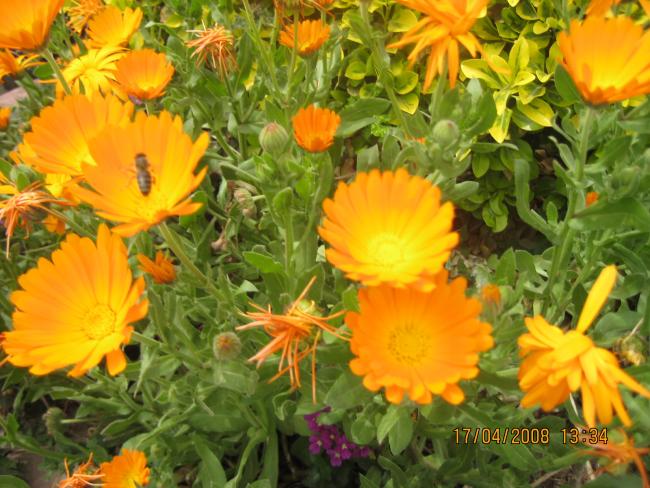 Name:  IMG_0031.jpg
Views: 1421
Size:  61.7 KB