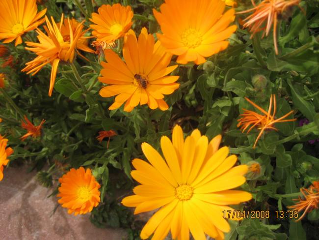 Name:  IMG_0034.jpg
Views: 1440
Size:  54.0 KB