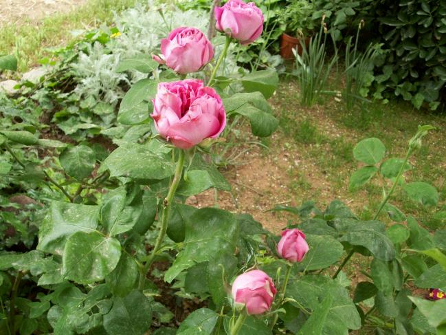 Name:  100_0733.jpg
Views: 624
Size:  70.0 KB
