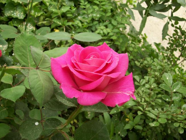 Name:  100_0735.jpg
Views: 621
Size:  56.4 KB