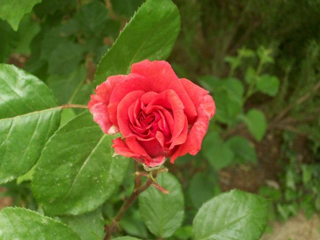 Name:  100_0736.jpg
Views: 603
Size:  36.4 KB