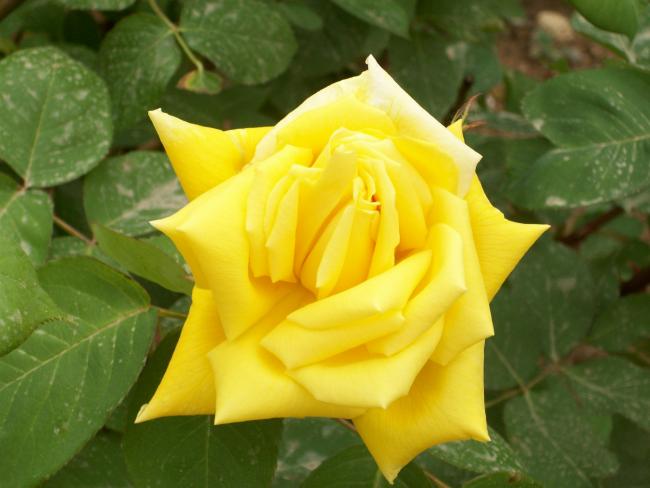Name:  100_0739.jpg
Views: 580
Size:  35.4 KB