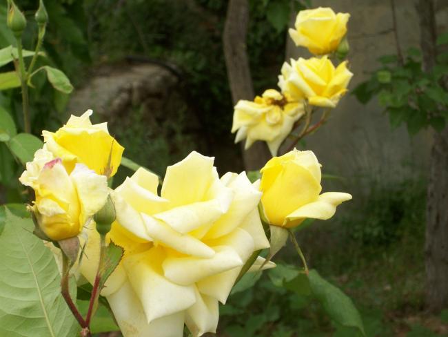 Name:  100_0740.jpg
Views: 592
Size:  36.8 KB