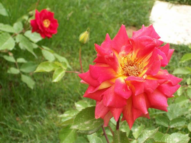 Name:  100_0748.jpg
Views: 603
Size:  44.9 KB