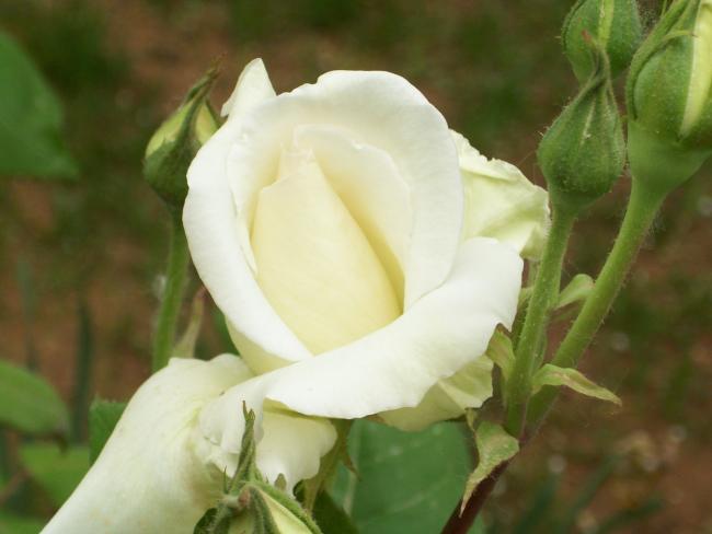 Name:  100_0752.jpg
Views: 594
Size:  29.1 KB