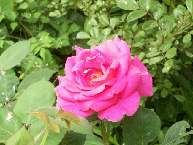 Name:  100_0754.jpg
Views: 615
Size:  52.3 KB
