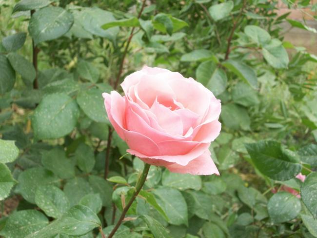 Name:  100_0755.jpg
Views: 589
Size:  45.3 KB