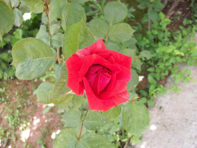 Name:  100_0806.jpg
Views: 620
Size:  42.9 KB
