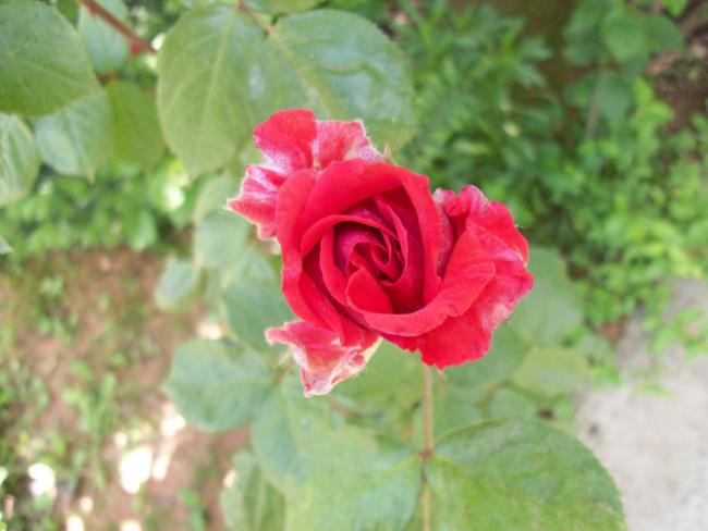 Name:  100_0807.jpg
Views: 578
Size:  35.4 KB