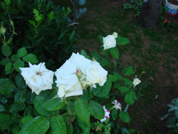 Name:  DSC06690 (600 x 450).jpg
Views: 645
Size:  69.4 KB