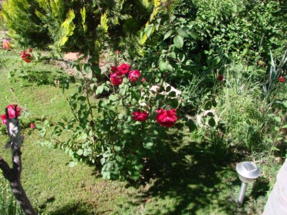 Name:  DSC06692 (600 x 450).jpg
Views: 648
Size:  69.7 KB