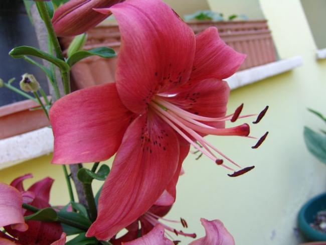 Name:  asiatik lilium.jpg
Views: 1127
Size:  36.9 KB