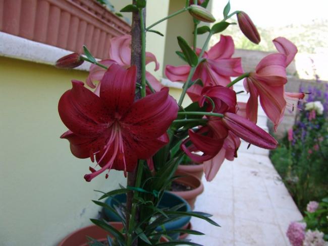Name:  lill..jpg
Views: 1120
Size:  39.6 KB