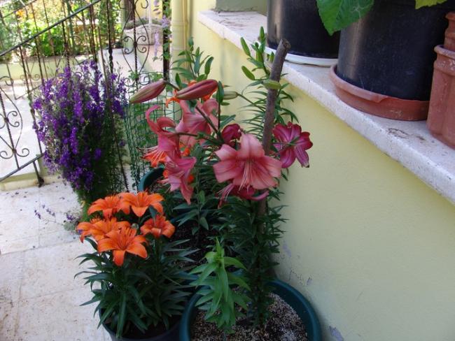 Name:  lillium.jpg
Views: 1098
Size:  57.2 KB