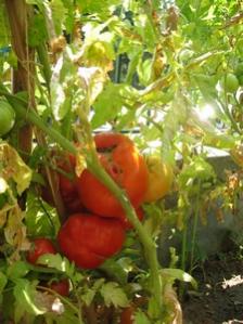 Name:  IMG_0072.jpg
Views: 1236
Size:  17.1 KB