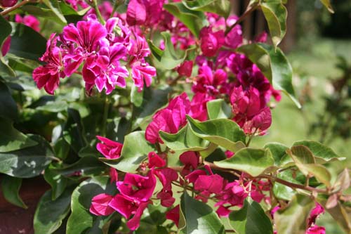 Name:  IMG_4705.JPG
Views: 3228
Size:  66.5 KB