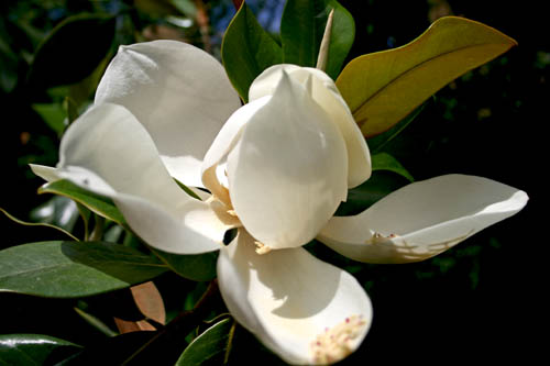 Name:  IMG_4695.JPG
Views: 2882
Size:  45.4 KB