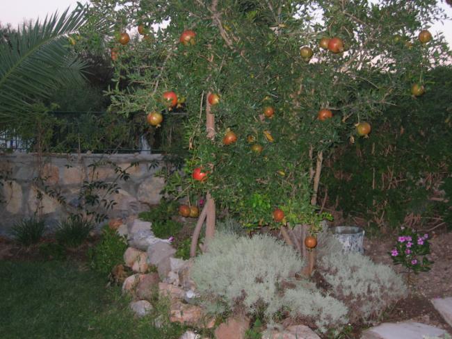 Name:  Picture 019.jpg
Views: 1150
Size:  64.2 KB