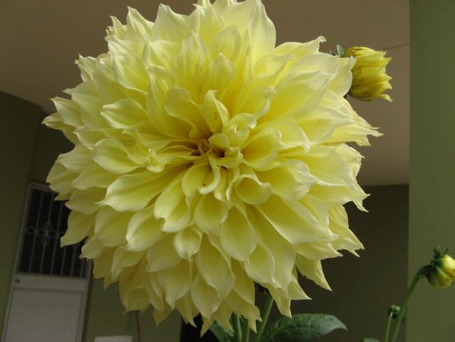 Name:  dahlia sar.jpg
Views: 1035
Size:  31.2 KB