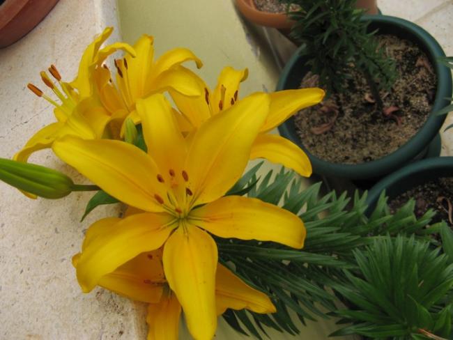 Name:  sar lilium.jpg
Views: 1053
Size:  42.2 KB