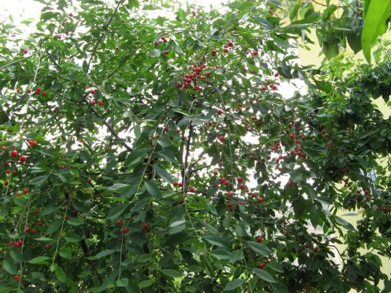 Name:  vine.jpg
Views: 1074
Size:  74.2 KB