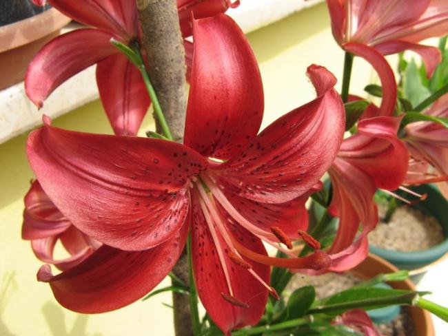 Name:  lilium asiatik.jpg
Views: 499
Size:  47.7 KB