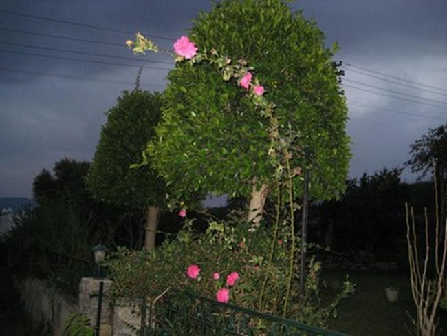 Name:  IMG_0460.jpg
Views: 1112
Size:  44.4 KB