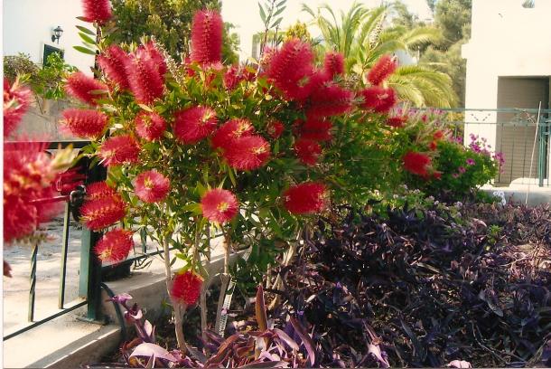 Name:  bahce31.jpg
Views: 1312
Size:  70.7 KB