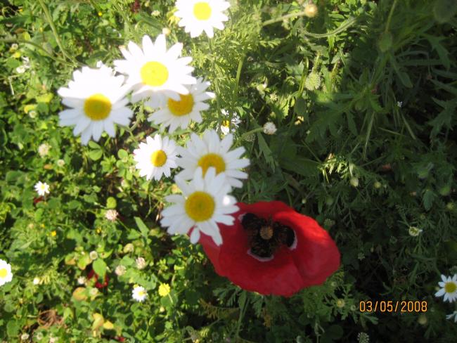 Name:  IMG_0081.jpg
Views: 1121
Size:  65.5 KB