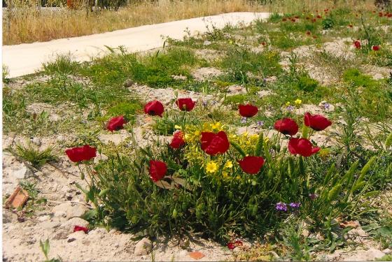 Name:  bahce30.jpg
Views: 1169
Size:  70.3 KB