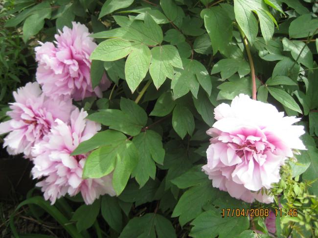 Name:  006.jpg
Views: 1254
Size:  52.9 KB